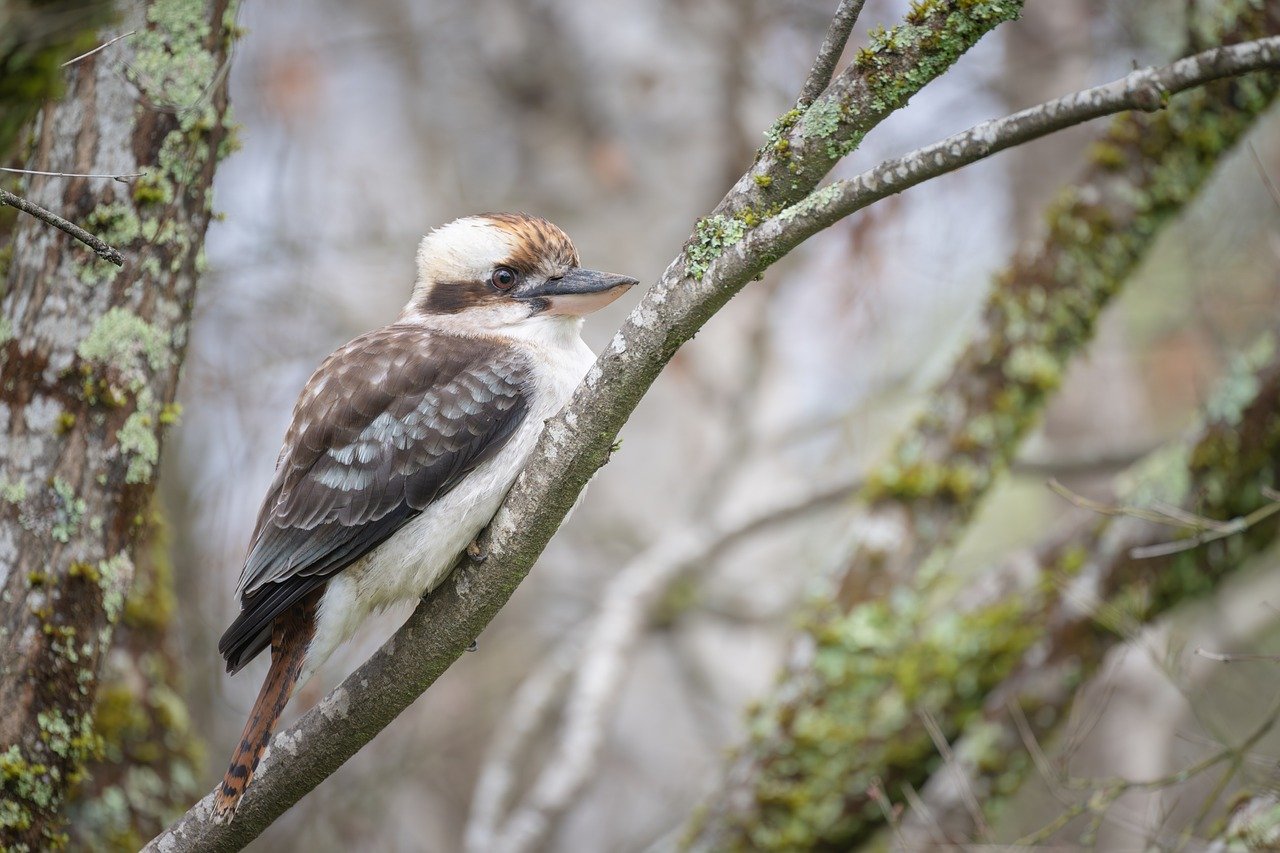 Laughing Kookaburra - Free photo on Pixabay - Pixabay